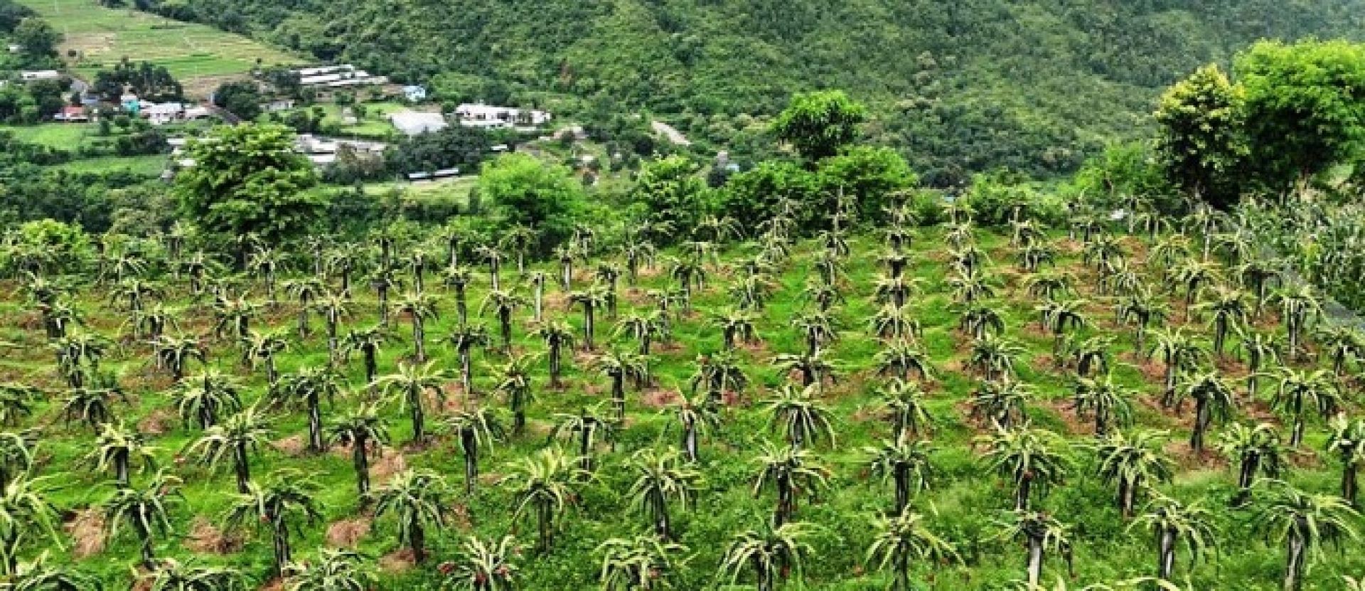बाँझो बारीमा ड्रागन फ्रुटको बगैँचाः रामबहादुर साईको लाखौँ आम्दानी